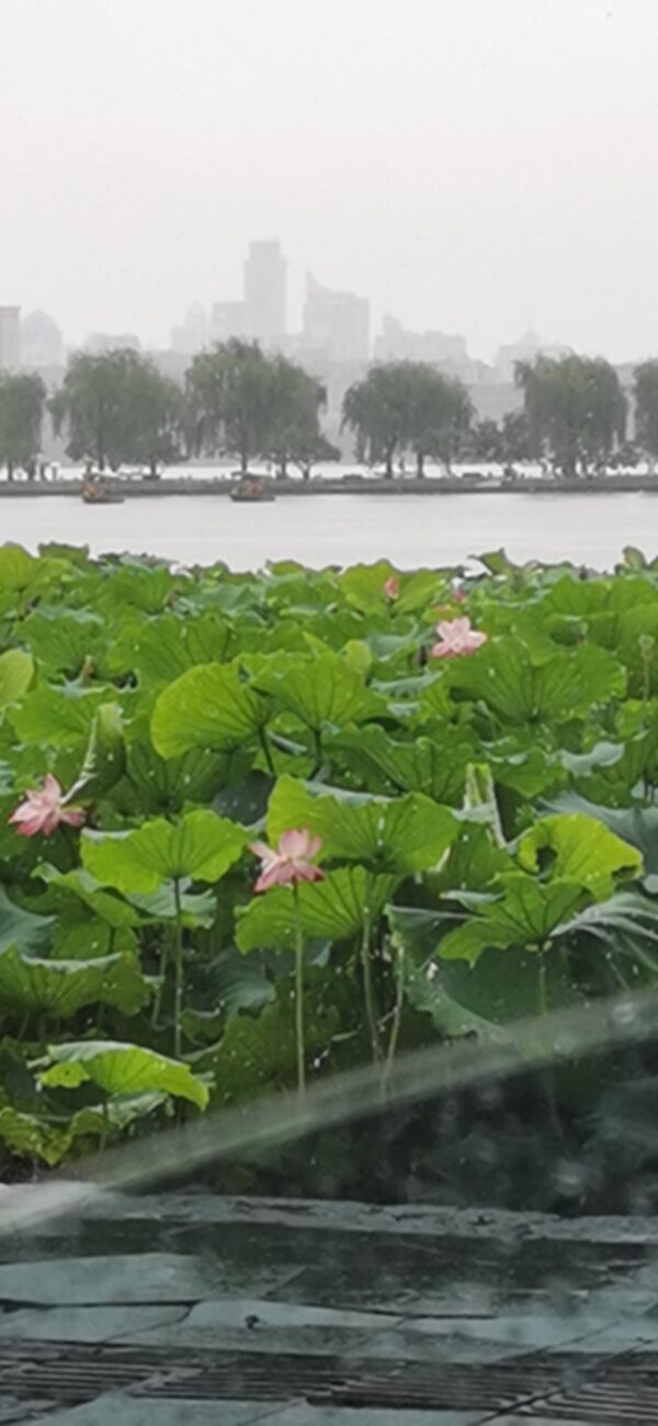 2020 荷花开了